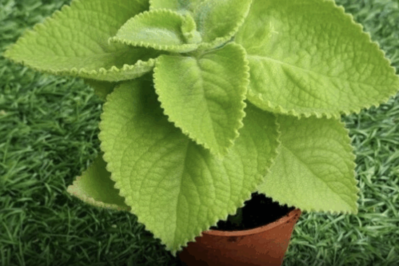 Oregano’s Role in Gut Wellness: Supporting a Healthy Stomach
