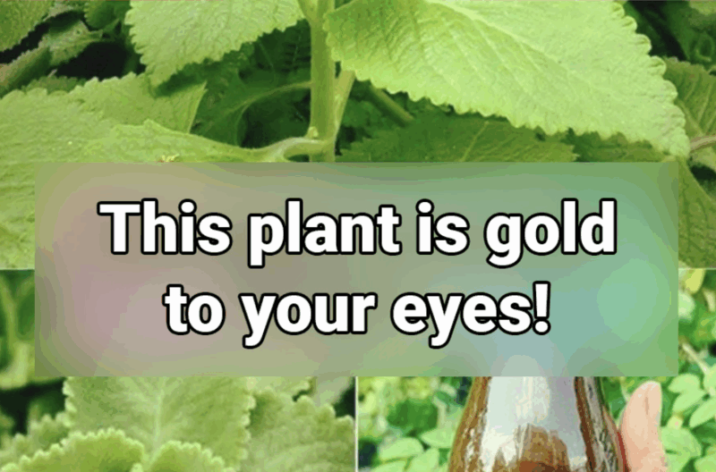 Natural Oregano Remedies for Eye Health