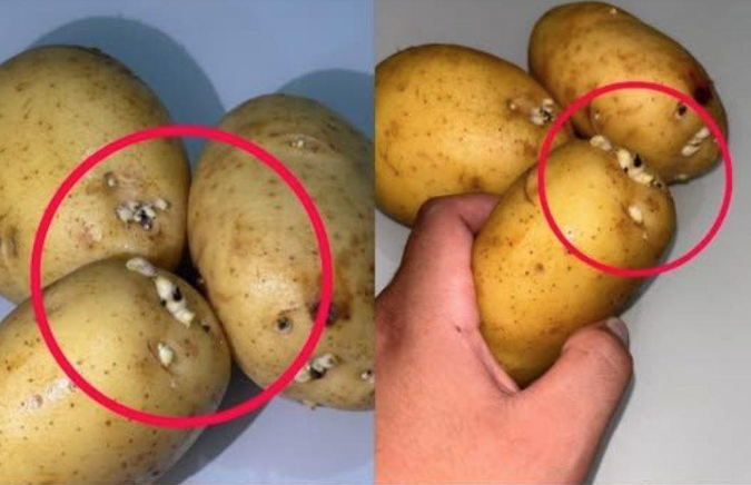 Sprouted Potatoes: The Hidden Danger in Your Kitchen That Could Affect Your Health