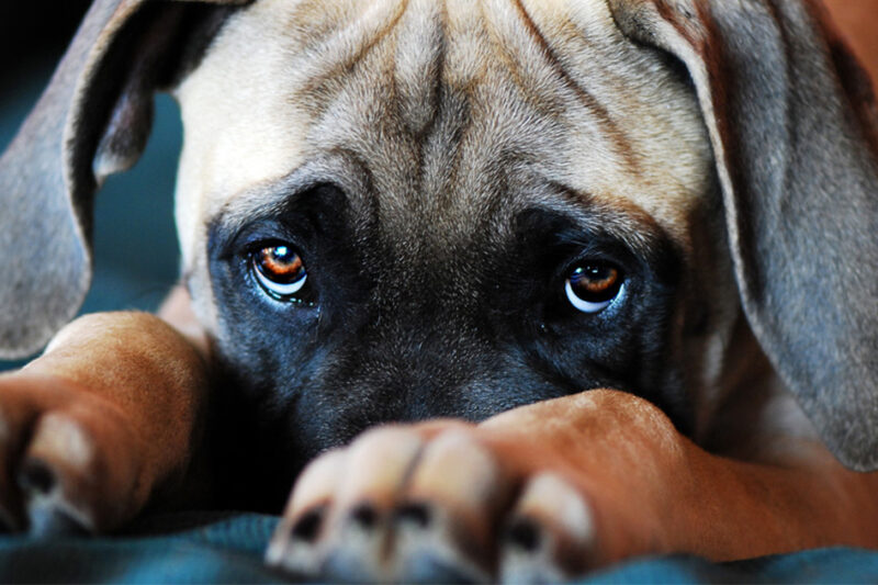 Why your dog follows you to the toilet – the reason is more significant than you think